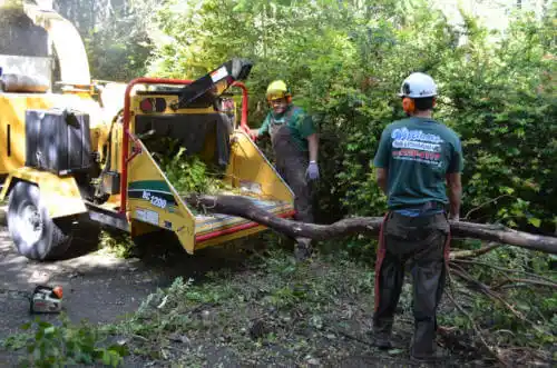 tree services Calico Rock